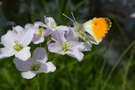 Orange tip butterfly resting on delicate pink wildflowers in spring sunlight.